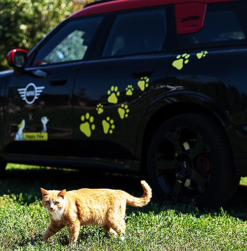 MINI    : MINI   Happy Paw      - MINI